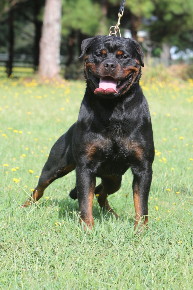 BUSTER ROTTWEILER MALE