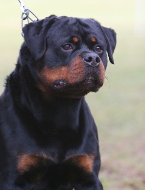 Rumo - Rottweiler Stud Male South Carolina - Rottweiler Stud dog