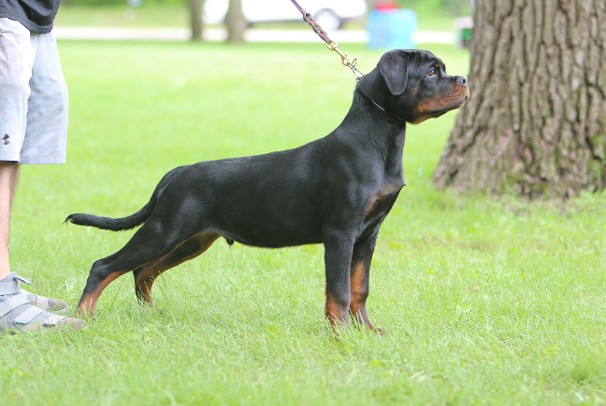 Ajax rottweiler male stud