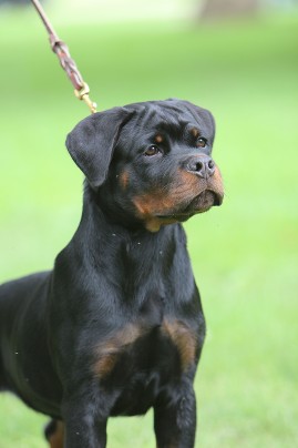 rottweiler male in ohio