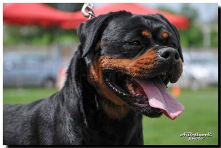 female rottweiler from serbia
