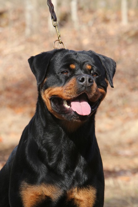 rottweiler female from serbia