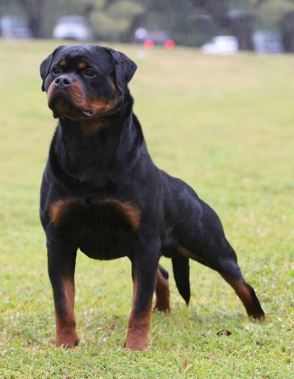 male rottweilers for sale