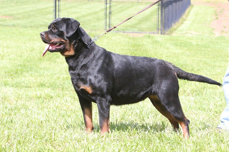 rottweiler female show dog