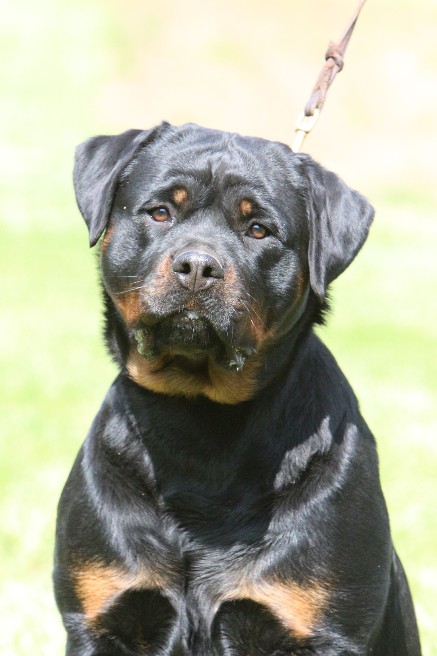 female rottweiler Alaska