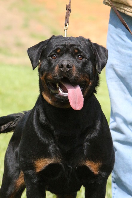 rottweiler female in tennessee