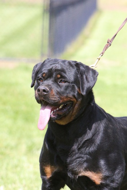 tennessee rottweiler