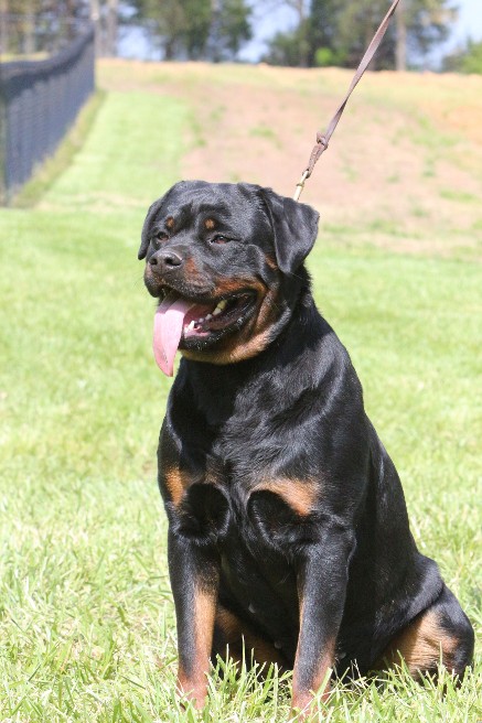 rottweiler female Jasmine