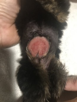 Puppy belly wound