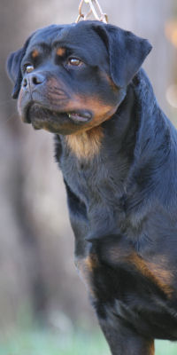 Rottweiler female in Mickey TN