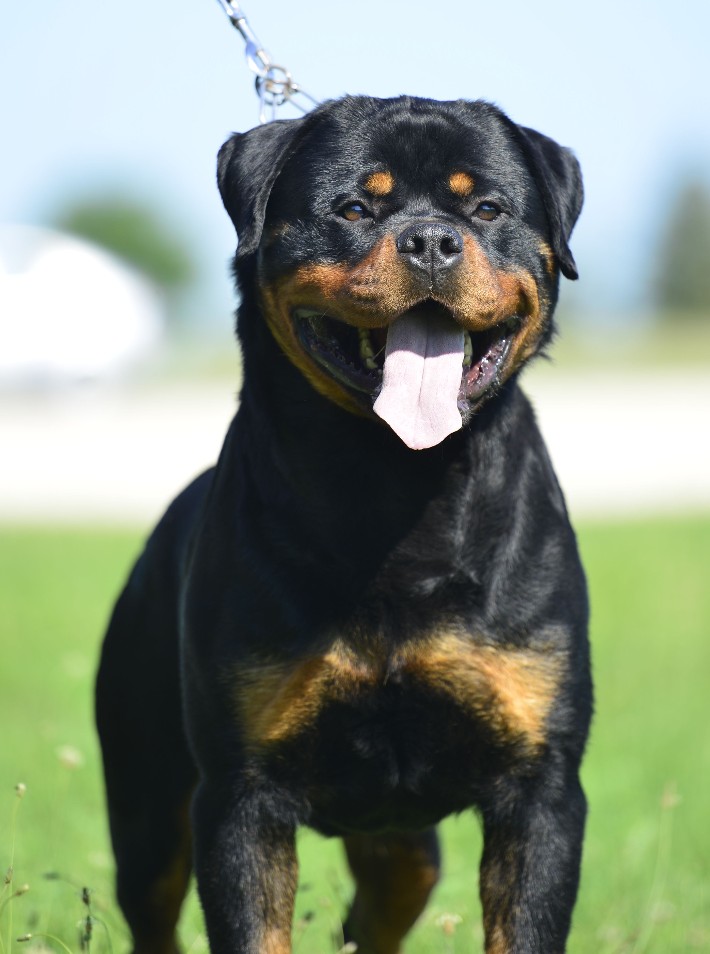 rottweiler male from Italy