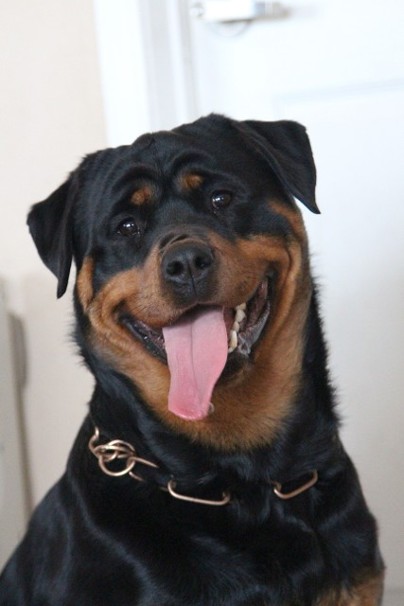 aries female rott