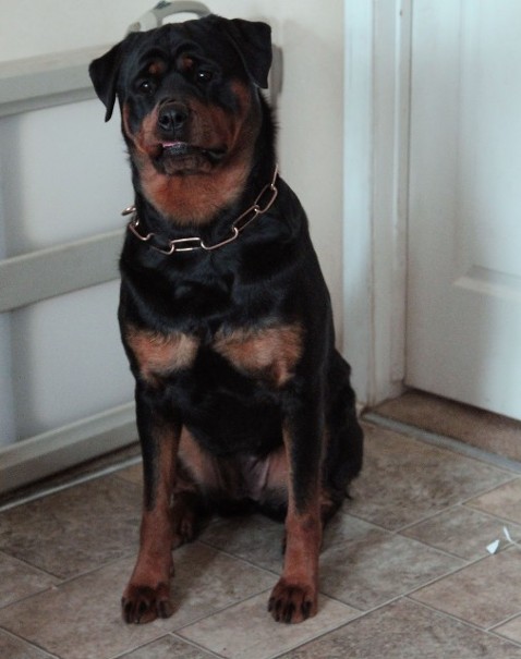 aries rottweiler female