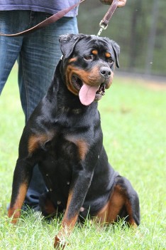 rottweiler female serbia