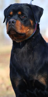 Rottweiler Puppies for Sale Tennessee - Rottweiler Puppies - Rottweiler ...