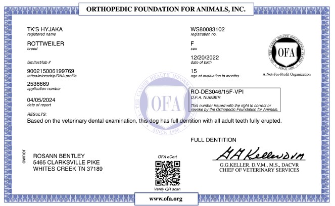 ofa dentition