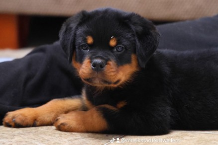 male rottweiler puppy