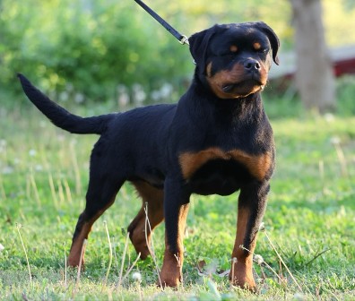 tennessee rottweiler puppies