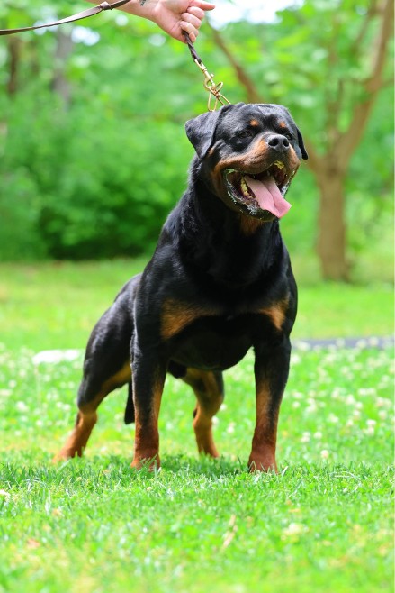 rottweiler stud male