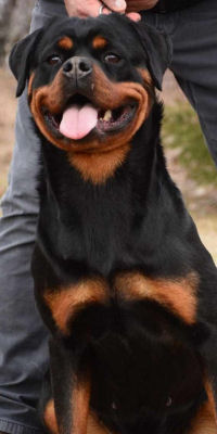 Rottweiler Puppies for Sale Tennessee - Rottweiler Puppies - Rottweiler ...