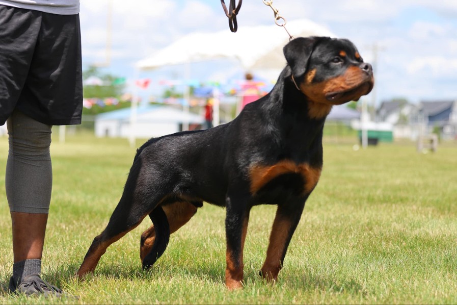 maybach rottweiler puppy