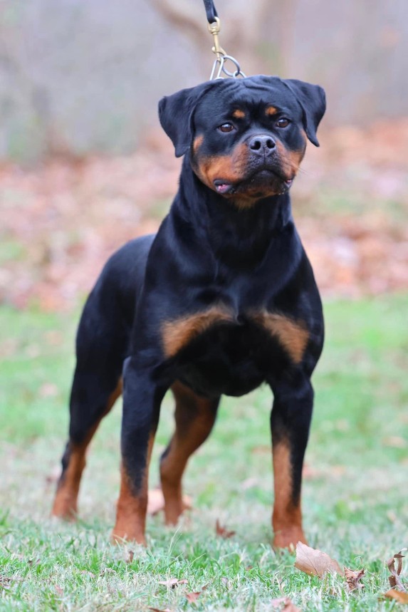 tks hyjaka rottweiler