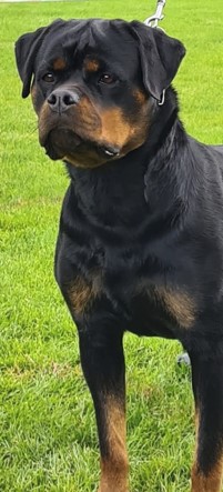 rottweiler female