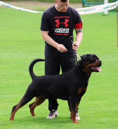 rottweiler male harry of the little godfather