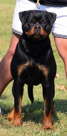 tara of the strong rott