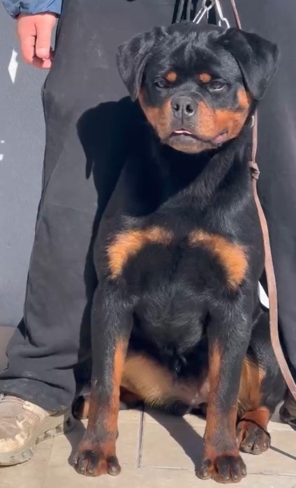 zenith von der alten dingo rottweiler