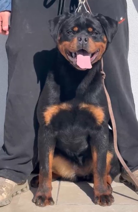 zenith rottweiler youth Italy