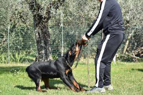 zidan rottweiler male