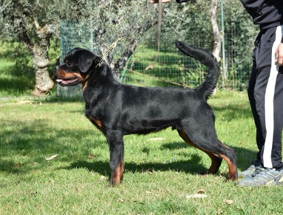 rottweiler stud zidan