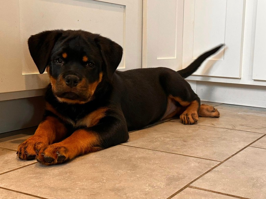 Kevlar rottweiler puppy