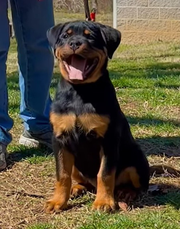 kevlar rottweiler female