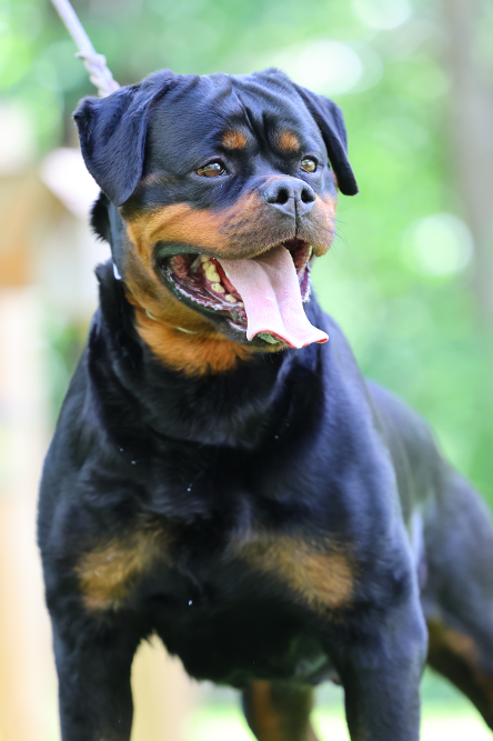 Cleopatra rottweiler female