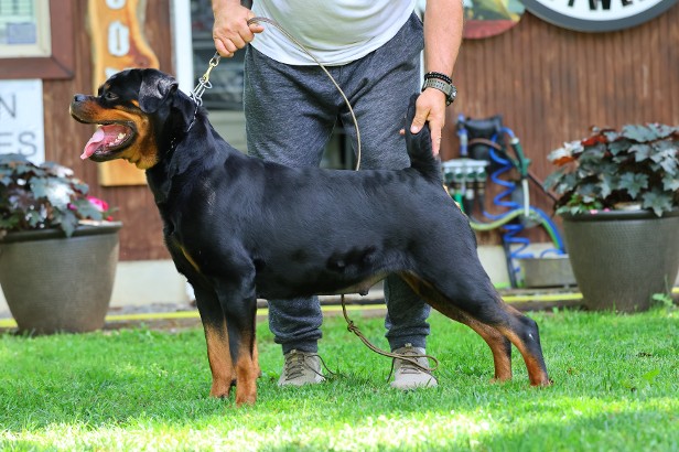 serbia rottweiler female cleopatra