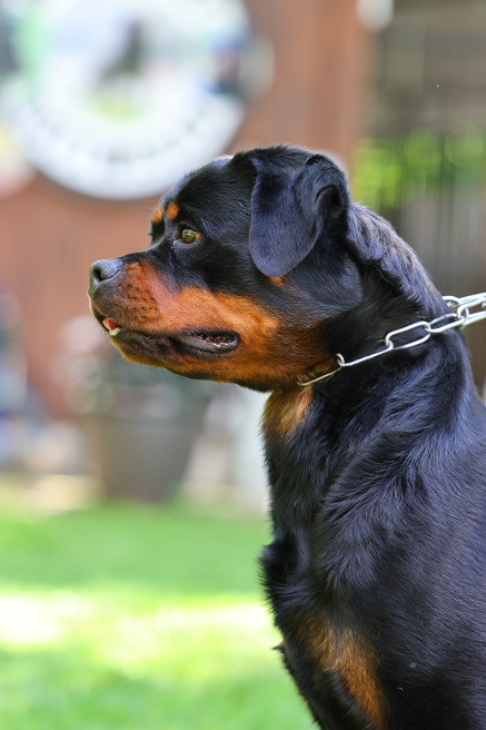 gadiel wizard montenegro rott