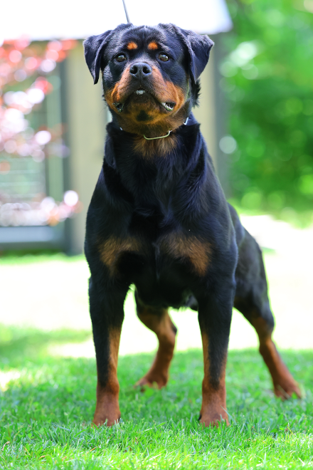gadiel wizard montenegro rott