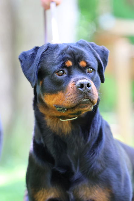 gadiel wizard montenegro rott