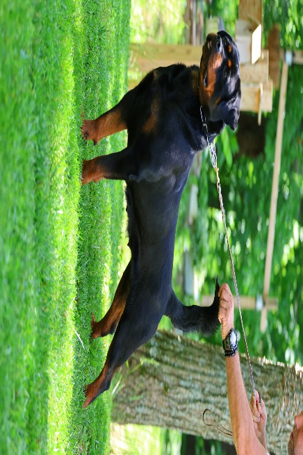 gadiel rottweiler female