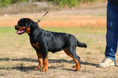 Rottweiler female puppy