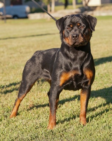 Rottweiler Female Youth - Female Rottweiler puppy - Busa ...