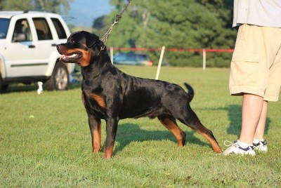 Balou Rottweiler male at RKNA show