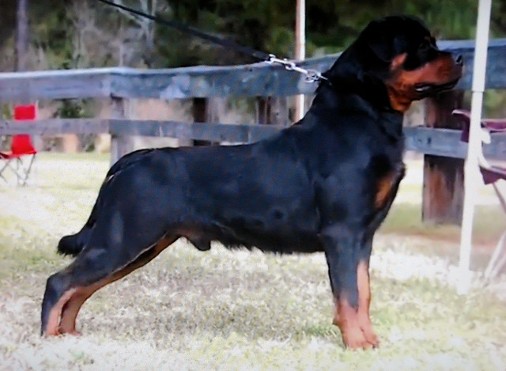 Able AIRK Show Rottweiler Stud Male