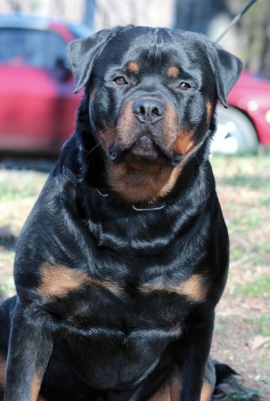 15 month old Rottweiler youth
