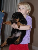 rottweiler puppy with Isabella