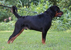 rottweiler male youth