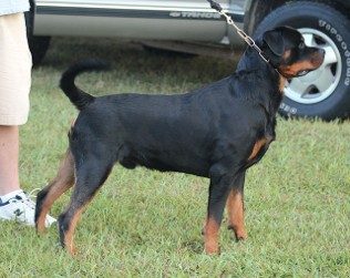 11 month Rottweiler Male youth sept show