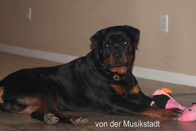 Balou 9 month Rottweiler Puppy